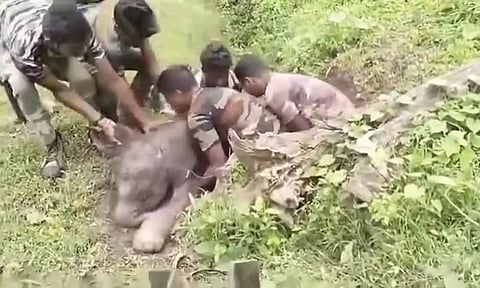 கூடலூர் அருகே கால்வாயில் சிக்கி தவித்த குட்டி யானை