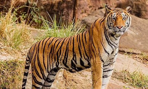 ஆனைமலை புலிகள் காப்பகத்தில் வனவிலங்குகள் கணக்கெடுப்பு பணி தொடங்கியது