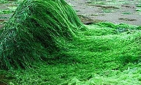 தாய்ப்பாலுக்கு நிகரான ஸ்பைருலினா