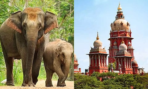 யானை வழித்தடத்தில் தோட்டம்: தோட்டக்கலைத்துறை செயலாளருக்கு ஐகோர்ட் எச்சரிக்கை