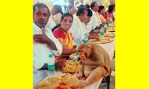 கர்நாடகாவில் திருமண மண்டபத்திற்குள் புகுந்து 8 பேரை கடித்து குதறிய குரங்கு: வீடியோ வைரல்