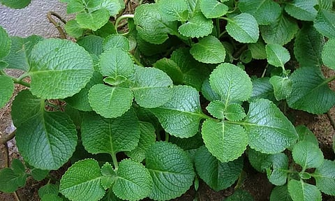 சைனஸ் சளி பிரச்னையா? அப்போ இந்த இலையை பயன்படுத்துங்க...