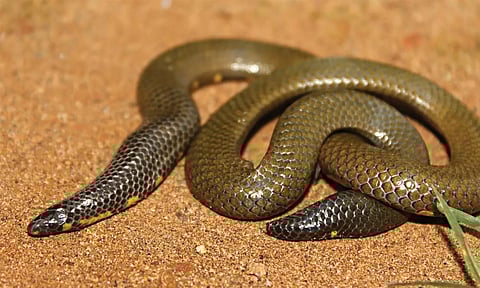 மேகமலை-மூணாறு மலைப்பகுதியில் அரிய வகை பாம்புகள் கண்டுபிடிப்பு