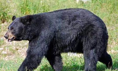 வீட்டிற்குள் புகுந்து குக்கரை திறந்து உணவு சாப்பிட்ட கரடி