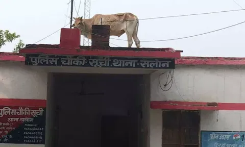 போலீஸ் நிலையத்தின் மேற்கூரையில் ஏறிய காளை