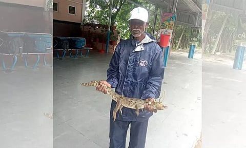 ரெயில் நிலையத்துக்குள் புகுந்த முதலை குட்டி