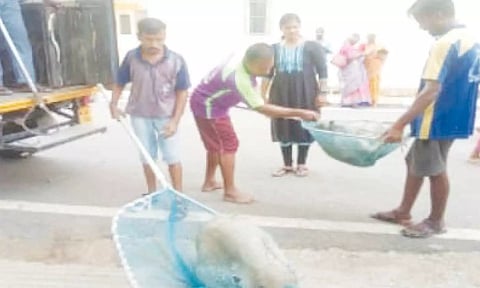 சென்னையில் 10 ஆயிரம் பேர் நாய்கடி தாக்குதலில் பாதிப்பு