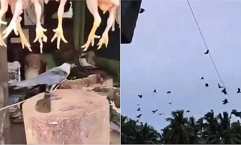 ஆந்திராவில் காகத்தை கட்டி போட்ட கோழிக்கறி கடைக்காரர்: வீடியோ வைரல்