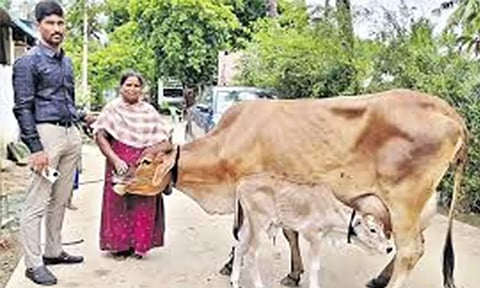 நவீன தொழில்நுட்பத்தில் ஓங்கோல் இன கன்று பிறப்பு