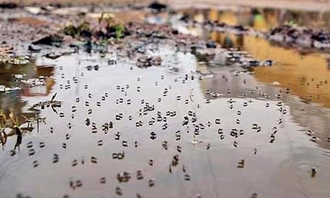 சென்னையில் பரவும் மர்ம காய்ச்சலுக்கு கொசு உற்பத்தியே முக்கிய காரணம்