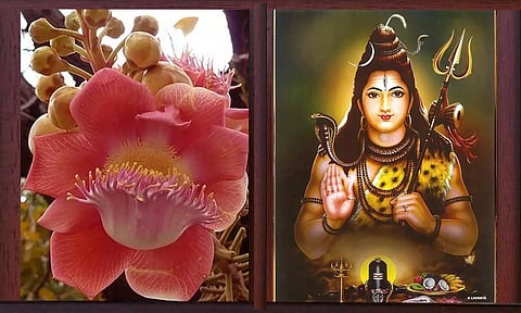 சிவராத்திரி தினத்தன்று மட்டும் பூக்கும் சிவனுக்குரிய அதிசய மலர்