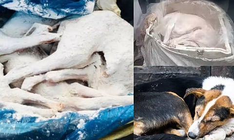 பெங்களூரு ரெயில் நிலையத்தில் 150 பெட்டிகளில் வந்திறங்கிய நாய் இறைச்சி?.. சர்ச்சை