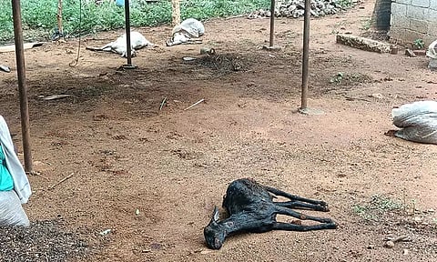 பணகுடியில் தோட்டத்தில் புகுந்து 10 ஆடுகளை கடித்து கொன்ற சிறுத்தை புலி