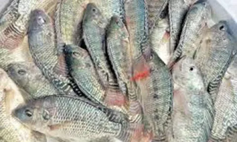 கடலில் வளரும் வைகை ஆற்று ஜிலேபி மீன்கள்- மீனவர்கள் ஆச்சரியம்