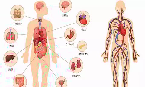 நரம்புகளின் உறுதியே இளமையின் ரகசியம்!