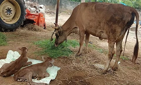 மரக்காணம் அருகே 2 கன்றுகள் ஈன்ற பசுமாடு