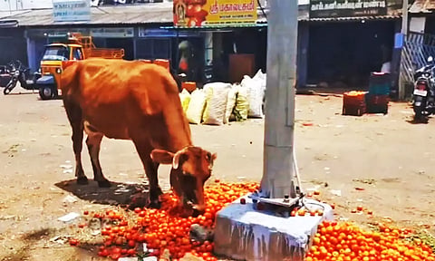 விலை சரிவால் வீதியில் கொட்டப்பட்ட தக்காளி: விவசாயிகள் வேதனை