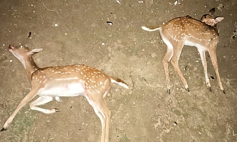 செந்துறை அருகே மான்களை வேட்டையாடிய கும்பல்