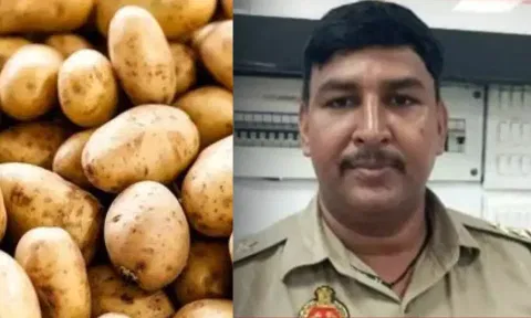 potato bribe