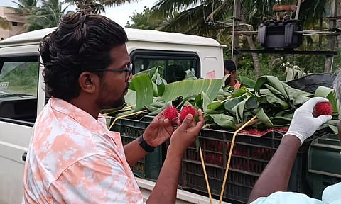 நிபா வைரஸ்: கேரள எல்லையில் பழங்கள் தீவிர சோதனைக்கு பின்னரே அனுமதி