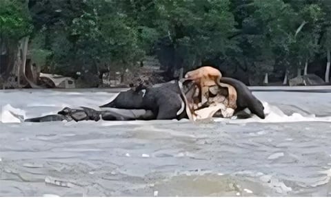 காவிரி ஆற்றில் அடித்து வரப்பட்ட யானை உடல்: அப்புறப்படுத்திய வனத்துறையினர்