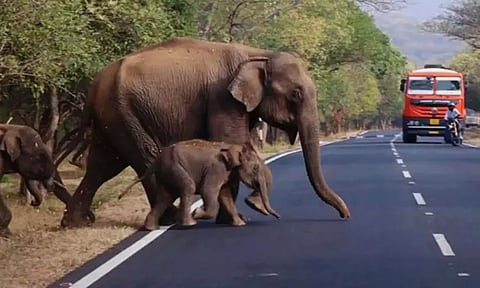 நீலகிரியில் யானை வழித்தடத்தில் உள்ள தனியார் விடுதிகளை 15 நாட்களுக்குள் இடித்து அகற்ற நோட்டீஸ்