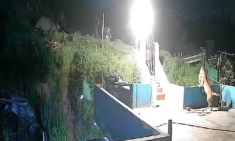 ஊட்டி அருகே வளர்ப்பு நாயை கவ்விச் சென்ற சிறுத்தை!