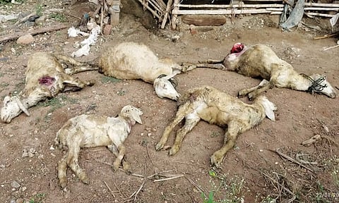 அந்தியூரில் தெருநாய்கள் கடித்து 5 ஆடுகள் பலி: விவசாயிகள் கோரிக்கை