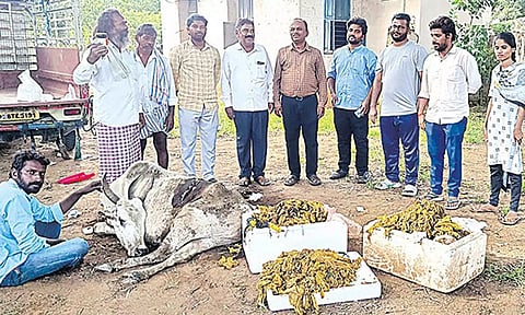 மாட்டின் வயிற்றில் இருந்து 70 கிலோ பிளாஸ்டிக் அகற்றம்