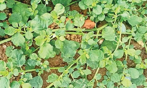 மூக்கிரட்டை கீரையில் இவ்வளவு நன்மைகள் இருக்குதா?