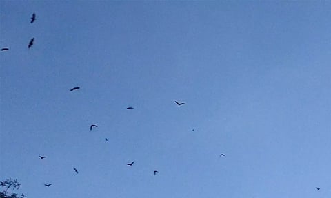 திருப்பூரில் சாரை சாரையாக படையெடுக்கும் வவ்வால்கள்: நிபா வைரஸ் பரவும் அபாயம்