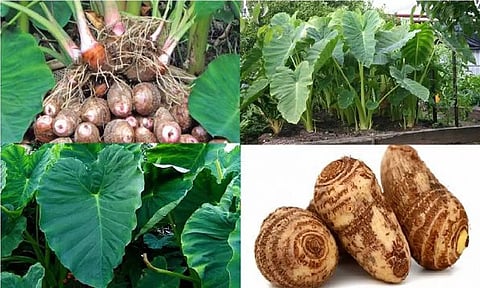 சேப்பங்கிழங்கு இலையின் ஆரோக்கிய நன்மைகள்!