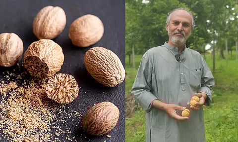 குறைந்த செலவு.. அதிக லாபம்..! ஜாதிக்காய் சாகுபடி செய்வது எப்படி? விவசாயி ரசூல் மொய்தீன் விளக்கம்