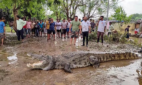 மழை வெள்ளத்தை மட்டுமல்ல.. முதலைகள் சவாலையும் எதிர்கொள்ளும் குஜராத் மக்கள்