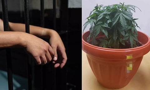 மனைவியை மாட்டி விட அவரது காரில் கஞ்சா செடி வளர்த்த கணவர் கைது