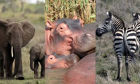 வறட்சியால் பட்டினி கிடக்கும் மக்கள்.. வனவிலங்குகளை கொன்று உணவளிக்கும் ஜாம்பிய அரசு - பகீர் பின்னணி