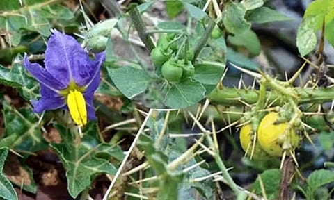 ஆஸ்துமா பிரச்சினை... சித்த மருத்துவ சிகிச்சைகள்