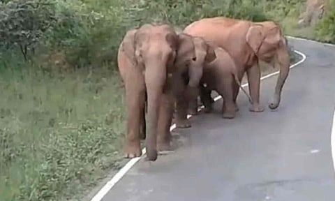 நடுரோட்டில் நின்று மிரட்டிய யானைகள்- வாகன ஓட்டிகள் அச்சம்