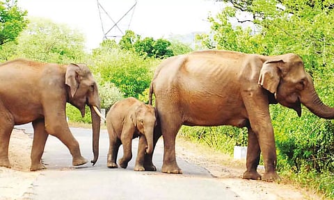 காட்டு யானைகள் நடமாட்டத்தால் உடுமலை-மூணாறு சாலையில் வனத்துறையினர் தீவிர ரோந்து