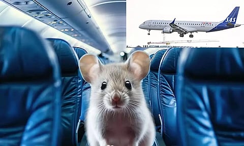 A rat was found alive in the food served on the flight from Norway to Spain!