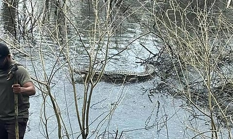 மேட்டுப்பாளையம் அருகே குட்டையில் மீண்டும் முதலை நடமாட்டம்- பொதுமக்கள் அச்சம்