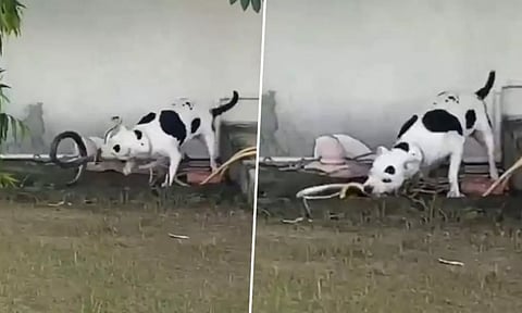 Pet dog bites and kills king cobra