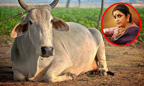 நாட்டு பசுமாடுகளை 'ராஜமாதா'வாக அறிவித்தது மகாராஷ்டிரா அரசு