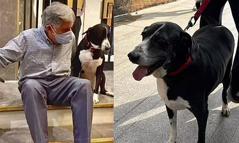 ratan tata's dog