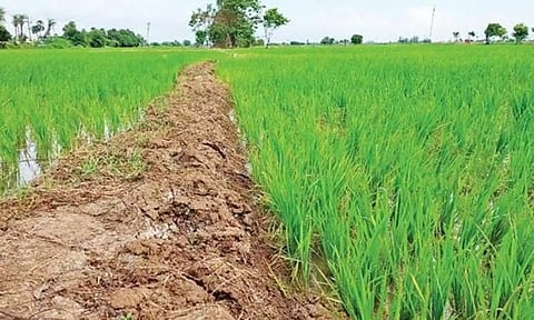 ஈரோட்டில் ஒரே ஆண்டில் 15 ஆயிரம் ஏக்கர் நெல் சாகுபடி பரப்பு குறைந்தது