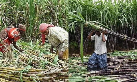 கரும்பு விவசாயிகளுக்கு ரூ.247 கோடி ஊக்கத்தொகை- தமிழக அரசு
