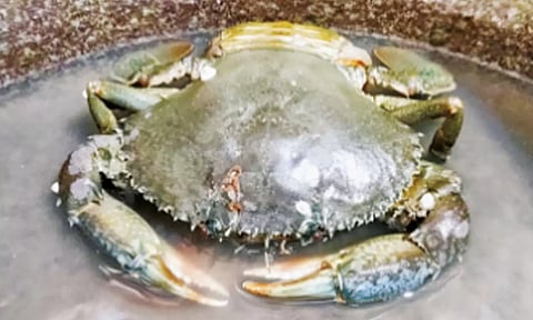 குஞ்சு பொரிக்க ஒரு கல்நண்டு அந்தமானுக்கு விமானத்தில் பறக்கிறது