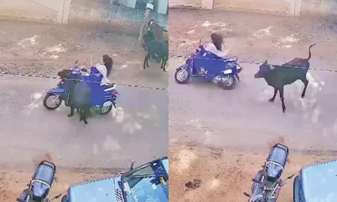 மொபட்டில் சென்ற மாணவி மீது மாடு முட்டிய காட்சி