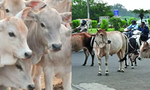 வாயில அடிங்க.. மாடுகளை இனிமேல் மரியாதையா தான் கூப்பிடனும்.. பா.ஜ.க. அரசு அதிரடி உத்தரவு