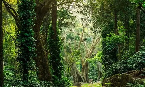 தமிழ்நாட்டில் உள்ள மொத்த வனப்பரப்பு எவ்வளவு?- பசுமை தமிழ்நாடு இயக்கம் அதிர்ச்சி தகவல்
